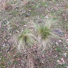 Nassella trichotoma (Serrated Tussock) at Watson, ACT - 27 Sep 2024 by abread111