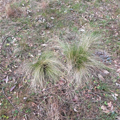 Nassella trichotoma (Serrated Tussock) at Watson, ACT - 27 Sep 2024 by abread111