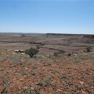 Eremophila freelingii at Birdsville, QLD - 20 Aug 2024