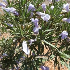 Eremophila freelingii at Birdsville, QLD - 20 Aug 2024