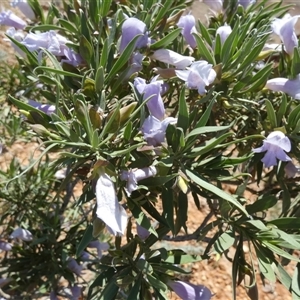 Eremophila freelingii at Birdsville, QLD - 20 Aug 2024 11:51 AM