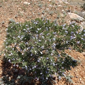 Eremophila freelingii at Birdsville, QLD - 20 Aug 2024 11:51 AM