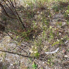 Stackhousia monogyna at Watson, ACT - 27 Sep 2024