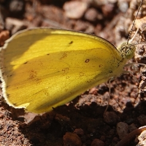 Eurema smilax at Hall, ACT - 27 Sep 2024