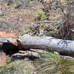 Nassella trichotoma (Serrated Tussock) at Watson, ACT - 27 Sep 2024 by abread111