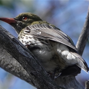 Oriolus sagittatus at Hall, ACT - 27 Sep 2024