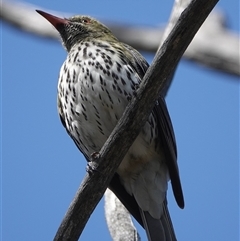 Oriolus sagittatus at Hall, ACT - 27 Sep 2024 10:32 AM