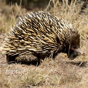 Tachyglossus aculeatus at Holt, ACT - 27 Sep 2024 10:43 AM