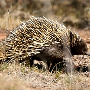 Tachyglossus aculeatus at Holt, ACT - 27 Sep 2024 10:43 AM