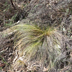 Nassella trichotoma at Watson, ACT - 27 Sep 2024