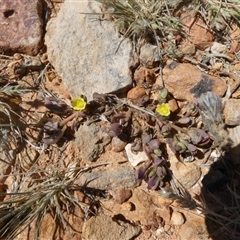 Unidentified Other Wildflower or Herb at Birdsville, QLD - 20 Aug 2024 by Paul4K