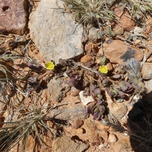 Portulaca oleracea at Birdsville, QLD - 20 Aug 2024