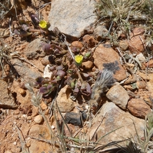 Portulaca oleracea at Birdsville, QLD - 20 Aug 2024 11:53 AM