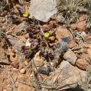 Portulaca oleracea at Birdsville, QLD - 20 Aug 2024