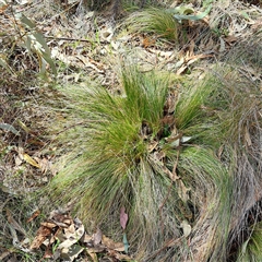 Nassella trichotoma (Serrated Tussock) at Watson, ACT - 27 Sep 2024 by abread111