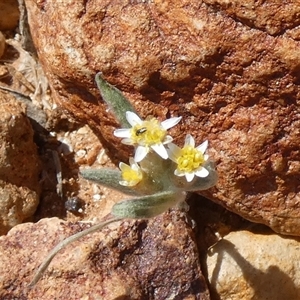 Unidentified Daisy at Birdsville, QLD by Paul4K