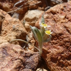 Rhodanthe sp. at suppressed - 20 Aug 2024