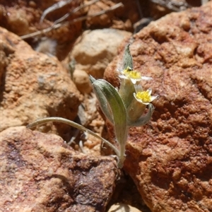 Rhodanthe sp. at suppressed - 20 Aug 2024