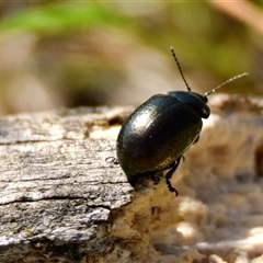 Unidentified Beetle (Coleoptera) at Strathnairn, ACT - 27 Sep 2024 by Thurstan