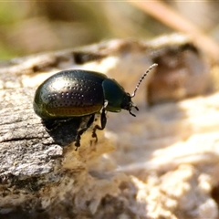 Chalcopteroides sp. (genus) at Strathnairn, ACT - 27 Sep 2024