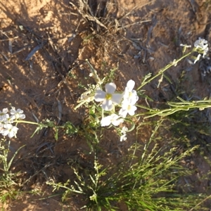 Blennodia pterosperma at Birdsville, QLD - 20 Aug 2024