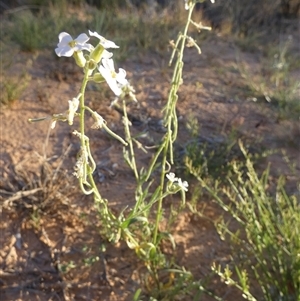 Blennodia pterosperma at Birdsville, QLD - 20 Aug 2024