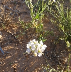 Blennodia pterosperma at Birdsville, QLD - 20 Aug 2024