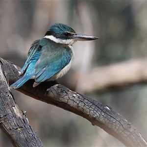 Todiramphus sanctus at Splitters Creek, NSW - 27 Sep 2024 10:40 AM