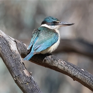 Todiramphus sanctus at Splitters Creek, NSW - 27 Sep 2024