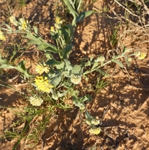 Unidentified Daisy at Birdsville, QLD by Paul4K