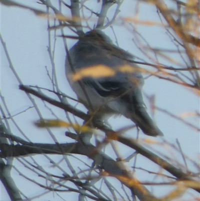 Coracina novaehollandiae (Black-faced Cuckooshrike) at Birdsville, QLD - 20 Aug 2024 by Paul4K