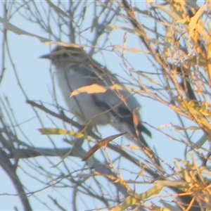 Coracina novaehollandiae at Birdsville, QLD - 20 Aug 2024