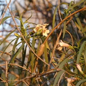 Eremophila longifolia at Birdsville, QLD - 20 Aug 2024