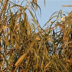 Eremophila longifolia at Birdsville, QLD - 20 Aug 2024