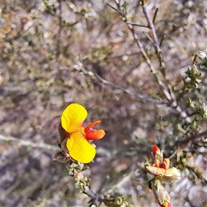 Dillwynia sericea at Watson, ACT - 27 Sep 2024