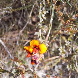 Dillwynia sericea at Watson, ACT - 27 Sep 2024