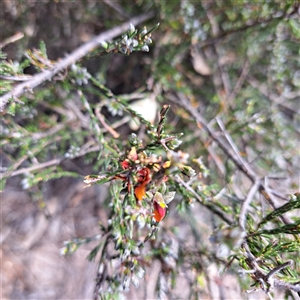 Dillwynia sericea at Watson, ACT - 27 Sep 2024