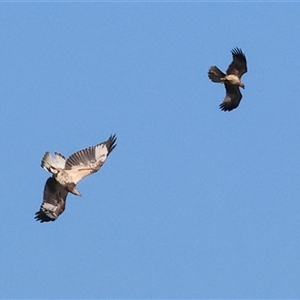 Haliaeetus leucogaster at Splitters Creek, NSW - suppressed