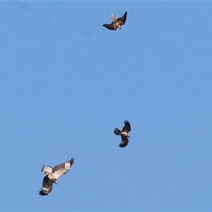 Haliaeetus leucogaster at Splitters Creek, NSW - suppressed