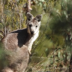 Osphranter robustus robustus (Eastern Wallaroo) at Kambah, ACT - 27 Sep 2024 by LineMarie