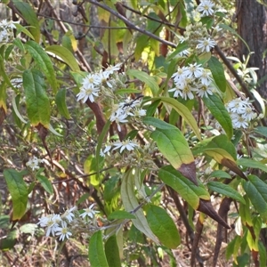 Olearia lirata at Kambah, ACT - 27 Sep 2024 02:04 PM