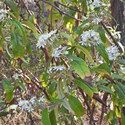 Olearia lirata (Snowy Daisybush) at Kambah, ACT - 27 Sep 2024 by LinePerrins