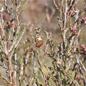 Paropsis pictipennis at Kambah, ACT - 27 Sep 2024