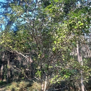 Myrsine howittiana at Bermagui, NSW - 27 Sep 2024