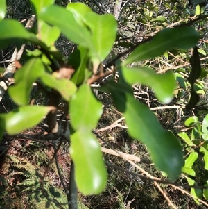 Myrsine howittiana at Bermagui, NSW - 27 Sep 2024