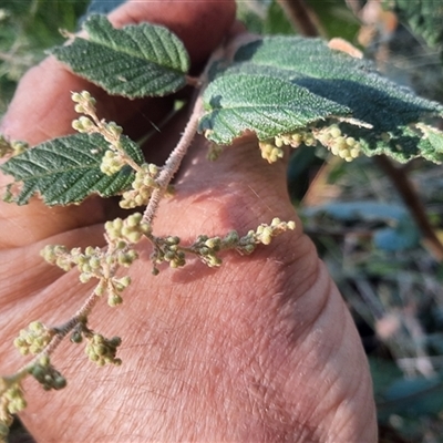 Pomaderris aspera (Hazel Pomaderris) at Bermagui, NSW - 27 Sep 2024 by TheCrossingLand