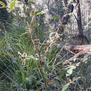 Pomaderris aspera at Bermagui, NSW - 27 Sep 2024 03:27 PM