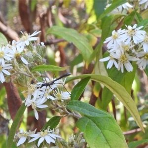 Enchoptera apicalis at Kambah, ACT - 27 Sep 2024