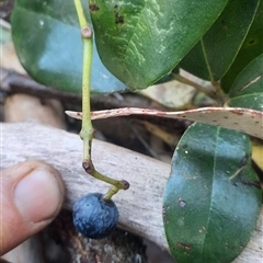 Cissus hypoglauca (Giant Water Vine) at Bermagui, NSW - 27 Sep 2024 by TheCrossingLand