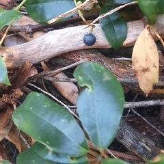 Cissus hypoglauca at Bermagui, NSW - 27 Sep 2024 03:07 PM